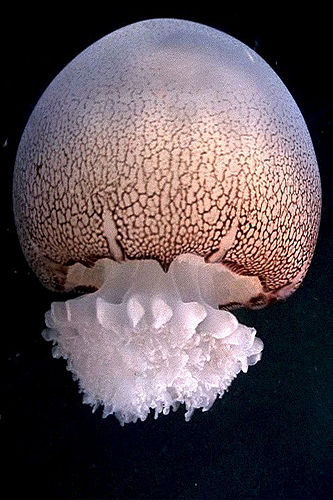 Cannonball jellyfish